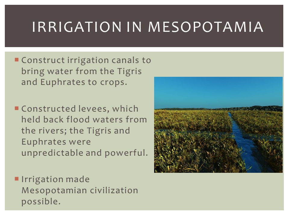 How did surplus food affect the growth of Mesopotamia
